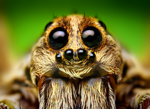 Eye Arrangement of a Hogna Wolf Spider.png