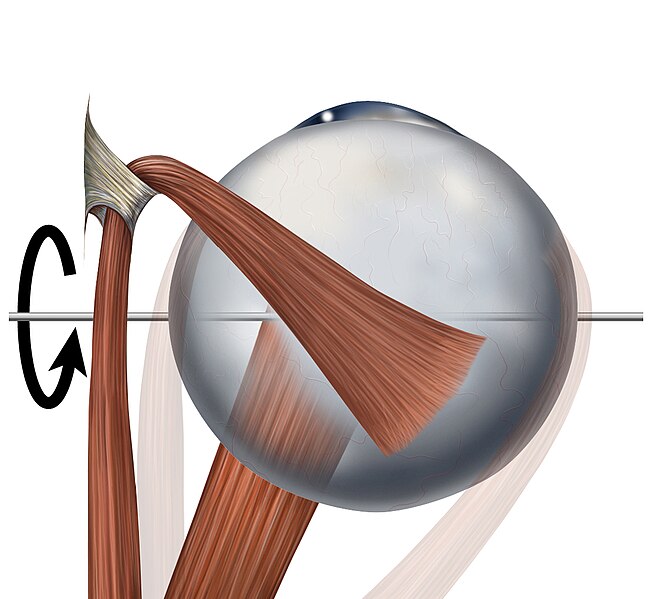 File:Eye movements depressors.jpg