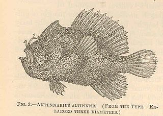 <i>Abantennarius dorehensis</i> Species of fish