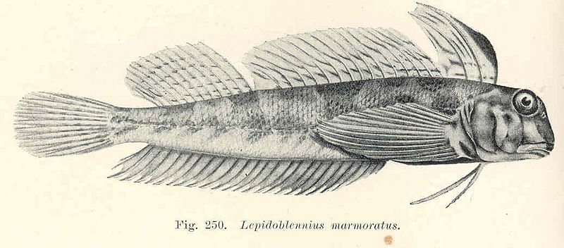 File:FMIB 45737 Lepidoblennius marmoratus.jpeg