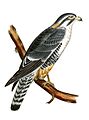 Aplomado Falcon Falco femoralis