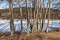 English: Alnus glutinosa Deutsch: Erlen