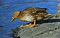 2011-04-25T06:25:27Z : user:Raghith : File:Female mallard beside lake.jpg