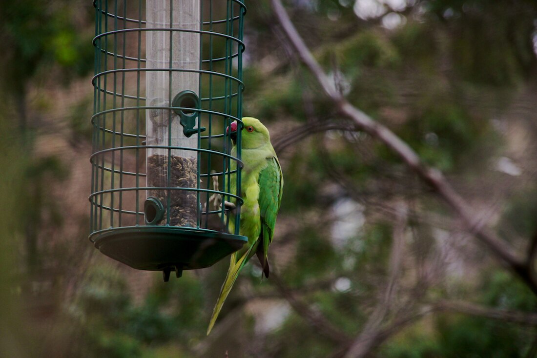 Feral parrot