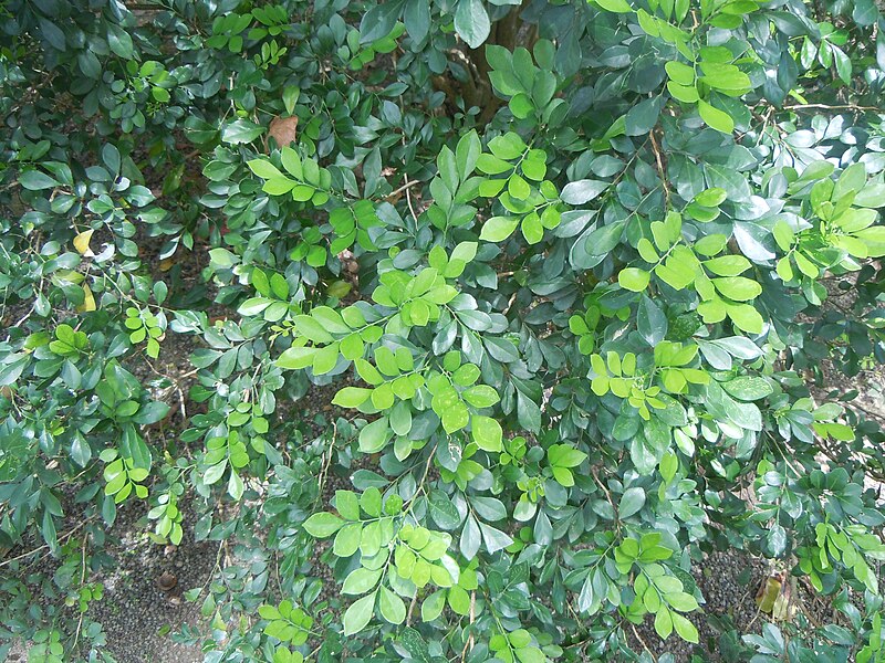 File:Feuillage de Murraya paniculata.jpg