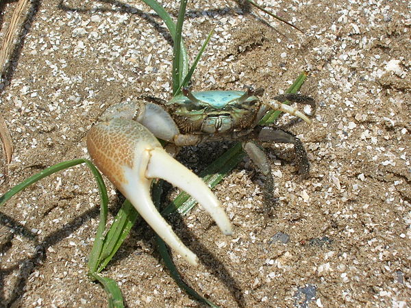 Male fiddler crab, Uca pugnax