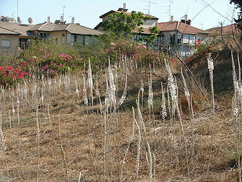 Field of Squills.jpg