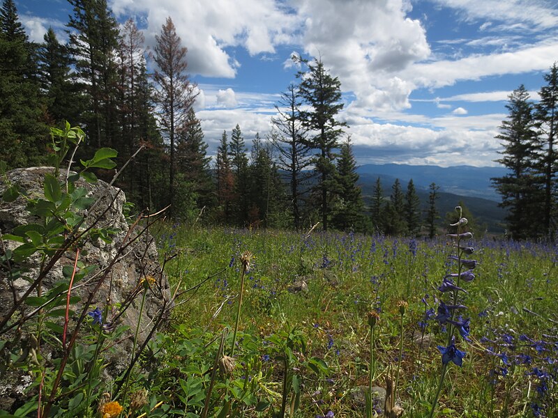 File:Field of Wildflowers in Wrinkly Face Provincial Park.jpg