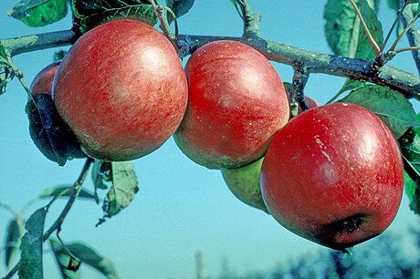 Fiesta (manzana)