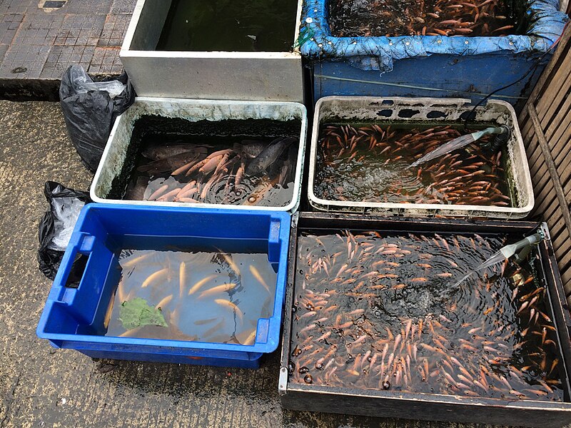 File:Fish tanks in Jatinegara Market 02.jpg