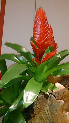 Description de l'image Flaming Sword (Vriesea spp) 2.jpg.