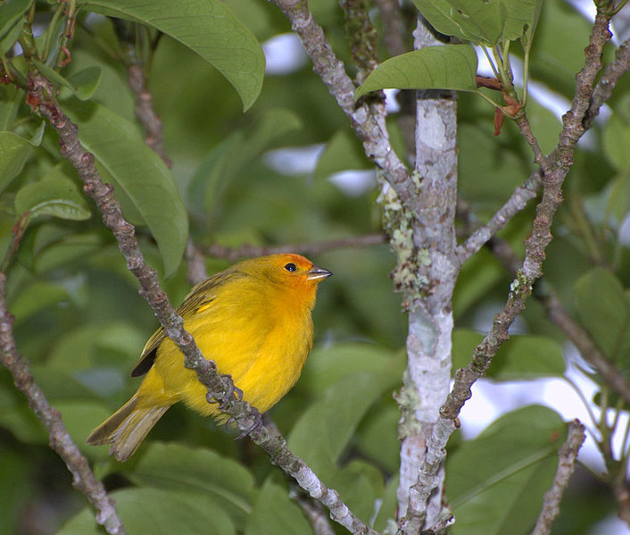 File:Flickr - Dario Sanches - CANÁRIO-DA-TERRA-VERDADEIRO (Sicalis flaveola).jpg