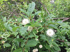 Buttonbush