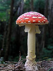 fly agaric mushrooms