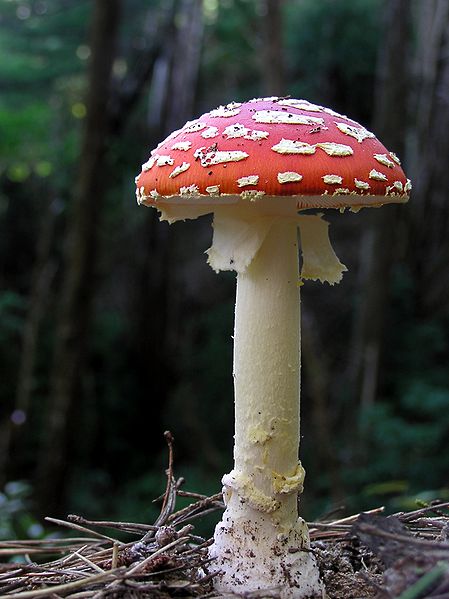 File:Fly Agaric mushroom 05.jpg