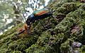 Forest Caterpillar Hunter (Calosoma sycophanta) (9080334892).jpg