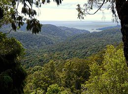 Description de l'image Forest Stewart Island.jpg.