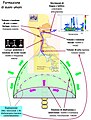 Mechanismo de respiration.