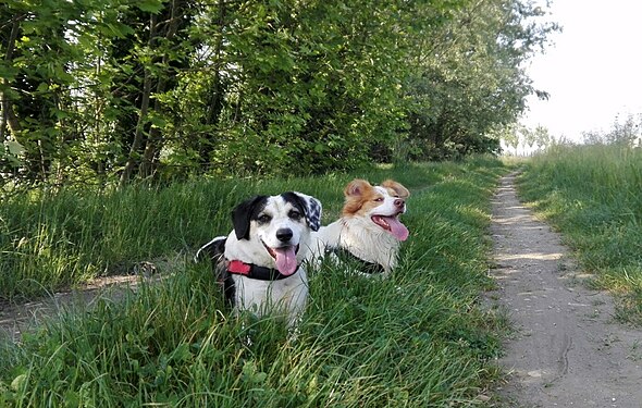 Two dogs reciprocating their friendship