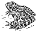 Frog (PSF).png