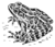 Frog (PSF).png