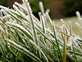 Frozen Grass (close up)