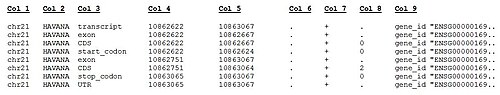 GTF file example where it is shown TAB-separated standard GTF columns (1-9) GTF file example.jpg