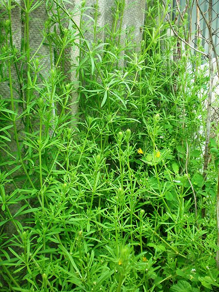 File:Galium aparine001.JPG