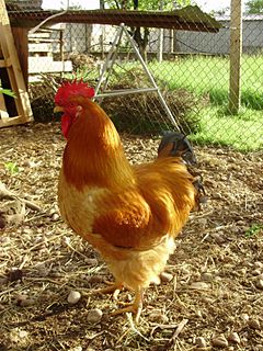 Robusta Lionata chicken breed