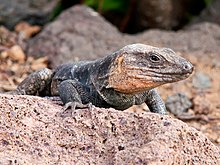 Gallotia stehlini -Gran Canaria, Kanar orollari, Ispaniya-8.jpg