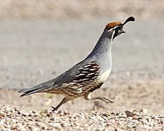 ♂ Callipepla gambelii