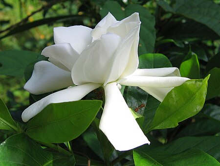 Gardenia jasminoides(1).jpg