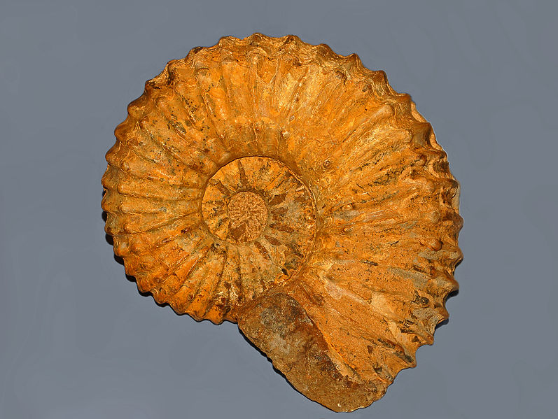 File:Gasteropods - Ammonites - Calycoceras (Newboldiceras) spinosa.JPG