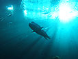 Quelques poissons du Georgia Aquarium d'Atlanta, avec au premier plan un napoléon ou labre géant (Cheilinus undulatus).