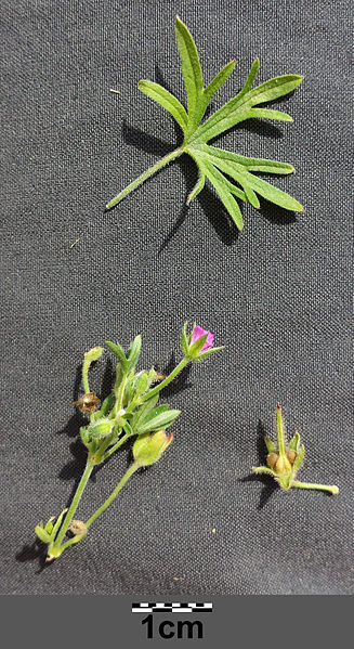 File:Geranium dissectum sl1.jpg