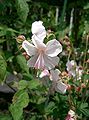 Geranium x cantabriglense 'Biokovo'