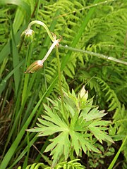 萼片の外面に伏毛が生える。