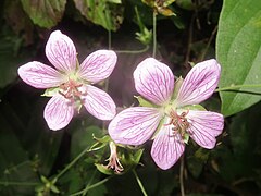 花は淡紅紫色で、濃色の脈が網の目状に広がり、花弁基部の内側に白色の長い軟毛が散生する。