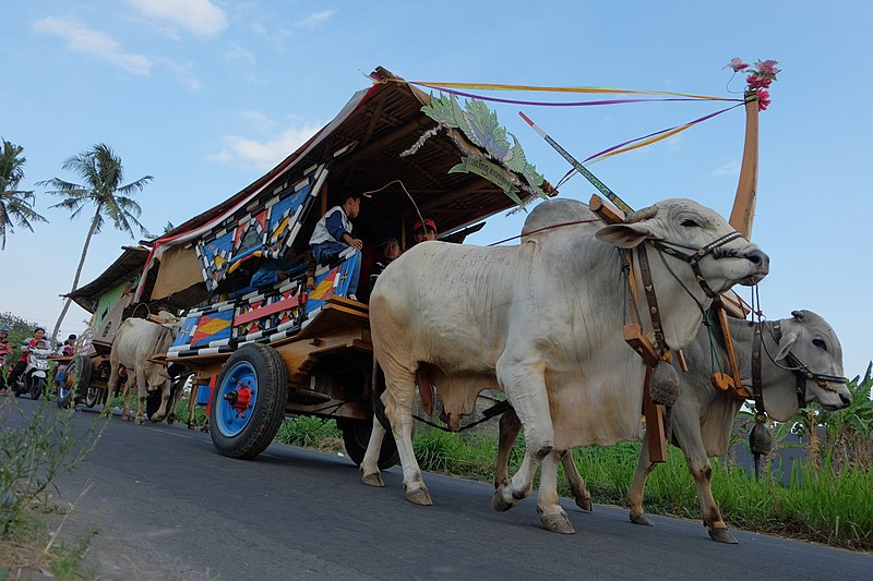 File:Gerobak sapi.jpg