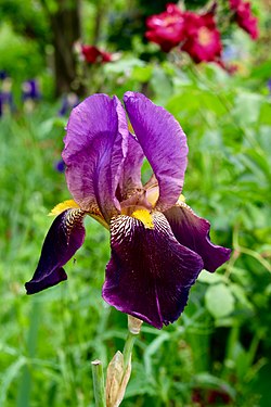 Giant Bearded Iris, Giverny 2017-05-29