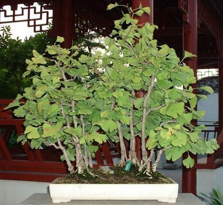 Tập tin:Ginkgo-penjing-montreal-botanical-gardens.jpg