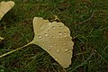 Ginkgo leaf @ Jardin du Luxembourg @ Paris (25321597439).jpg