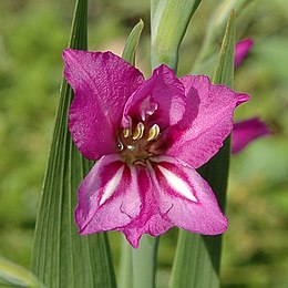 Paprastasis kardelis (Gladiolus imbricatus)