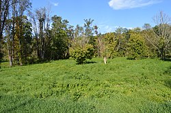 Site of the glassworks north of Greensboro, still an empty brownfield. Glass factory site at Glassworks.jpg