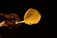 Gloiocephala lutea.jpg