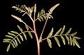Glycyrrhiza acanthocarpa