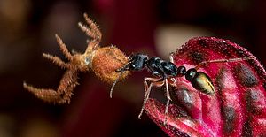 Golden-tail Bull Ant.jpg