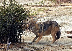 Golden Jackal Canis aureus by Dr. Raju Kasambe DSCN7186 (19).jpg