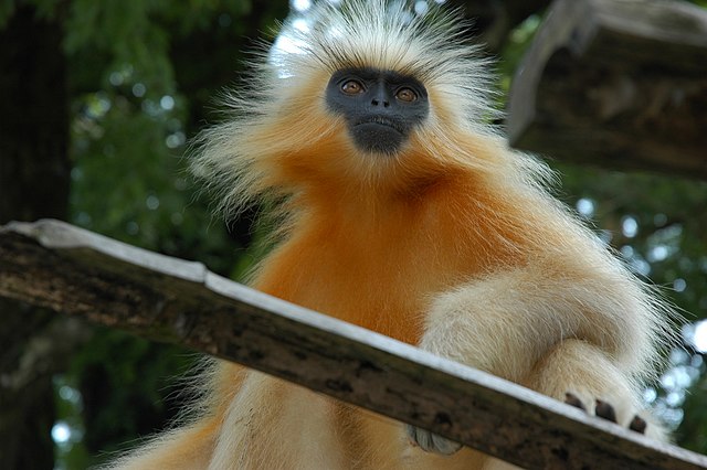 File:Golden_Langur.jpg