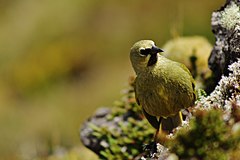 ♂ Rowettia goughensis